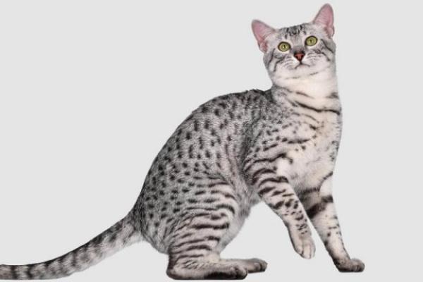 Египетска мау